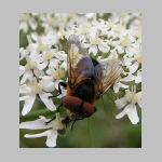 Phasia hemiptera - Raupenfliege w02.jpg